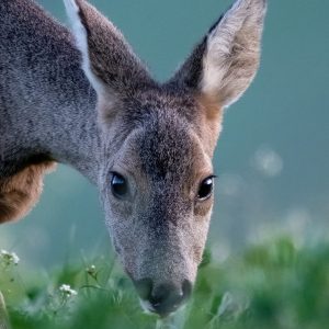 Un regard sauvage et délicat, capturé au plus près d’un chevreuil dans son environnement naturel. Un tirage Fine Art idéal pour apporter une touche de nature et de poésie à votre intérieur.