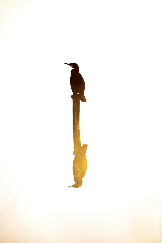 Silhouette d’un oiseau posée sur un piquet et reflétée dans l’eau