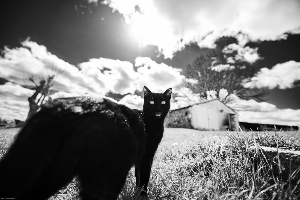 Chat noir et blanc allongé sur un lit