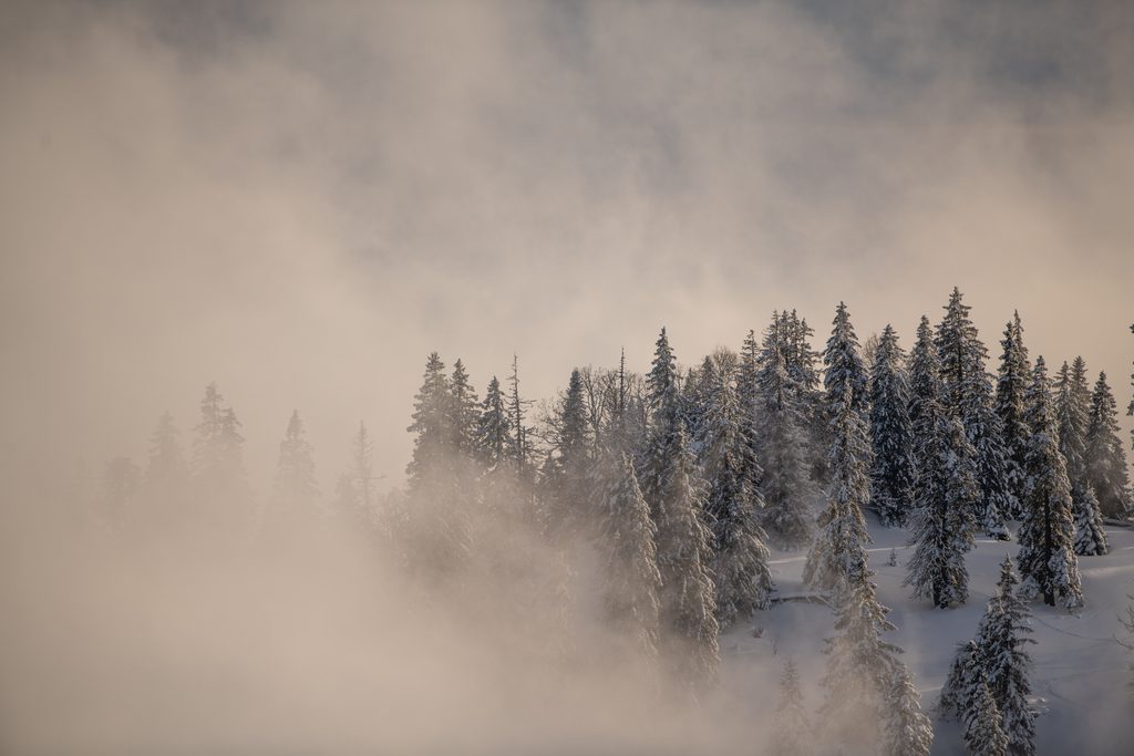 Forêt de sapins enneigés dans la brume