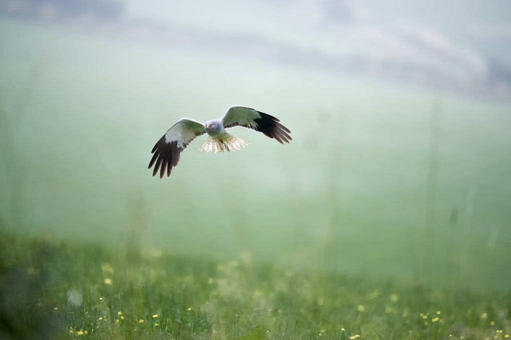 Rapace en vol au-dessus d’une prairie
