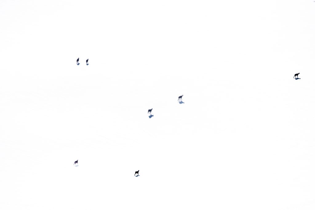 Vol d’oiseaux dans un ciel lumineux