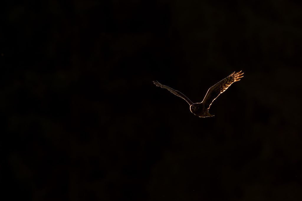 Chouette en vol dans une lumière sombre