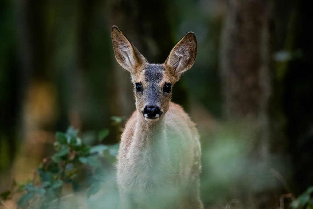 Chevreuil dans une clairière en sous-bois