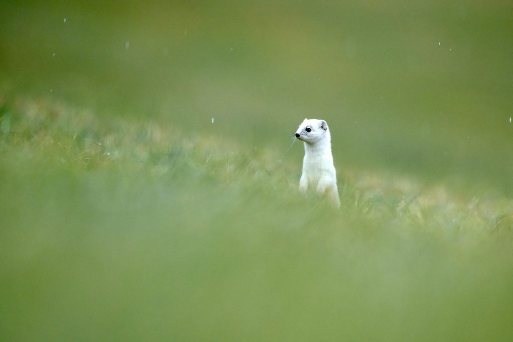 Hermine blanche dressée dans une prairie verte