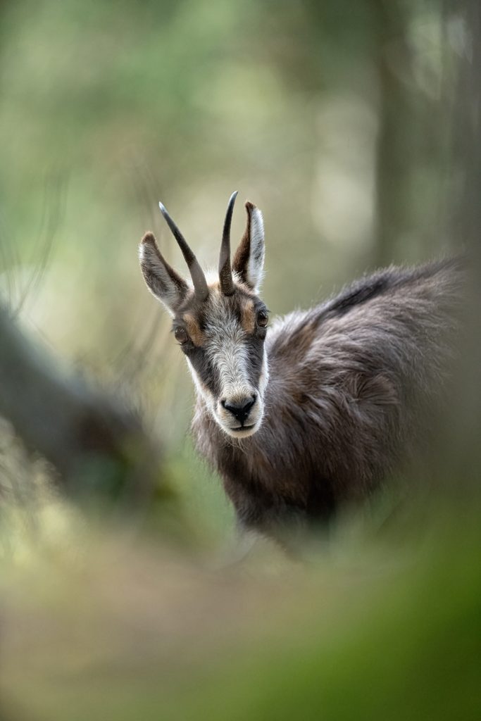 Chamois observant le photographe en montagne