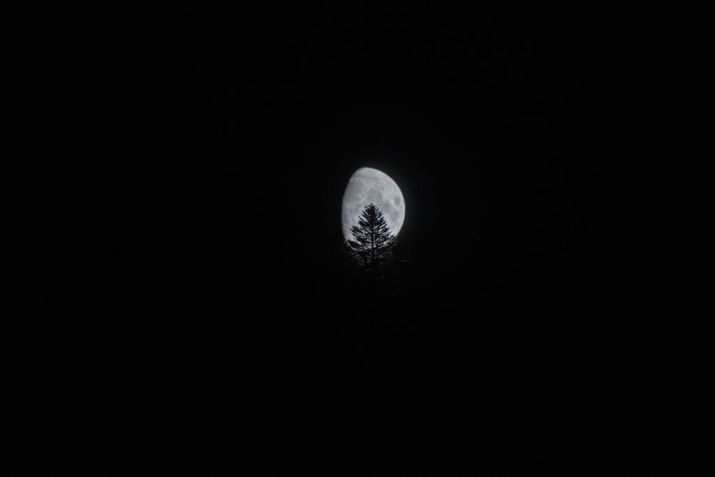 Lune se levant derrière la silhouette d’un sapin