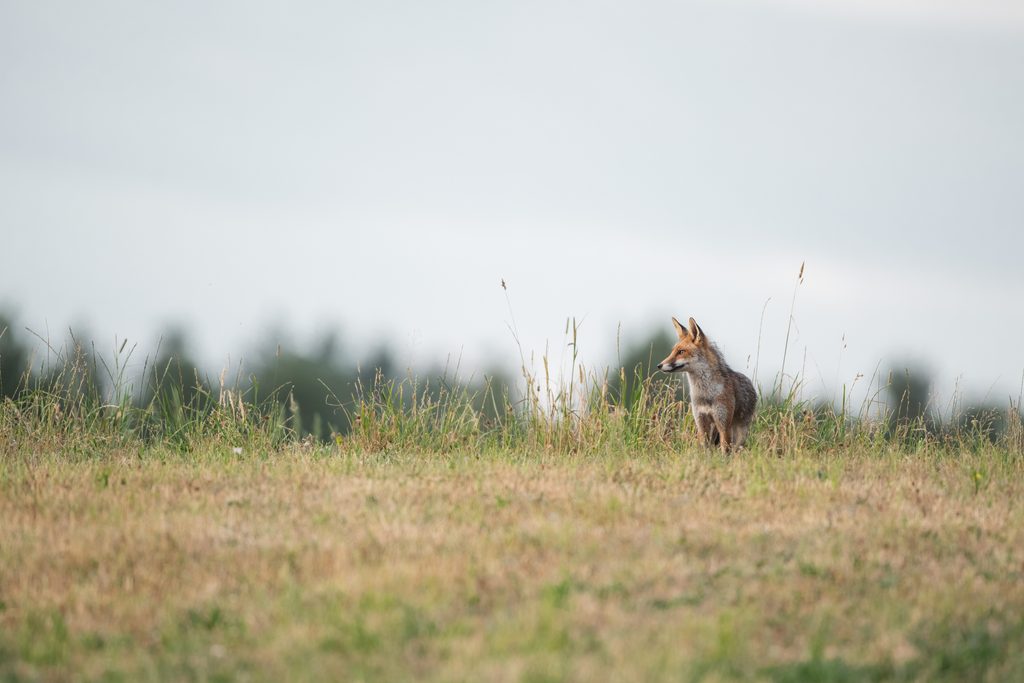 Renard roux debout dans une prairie