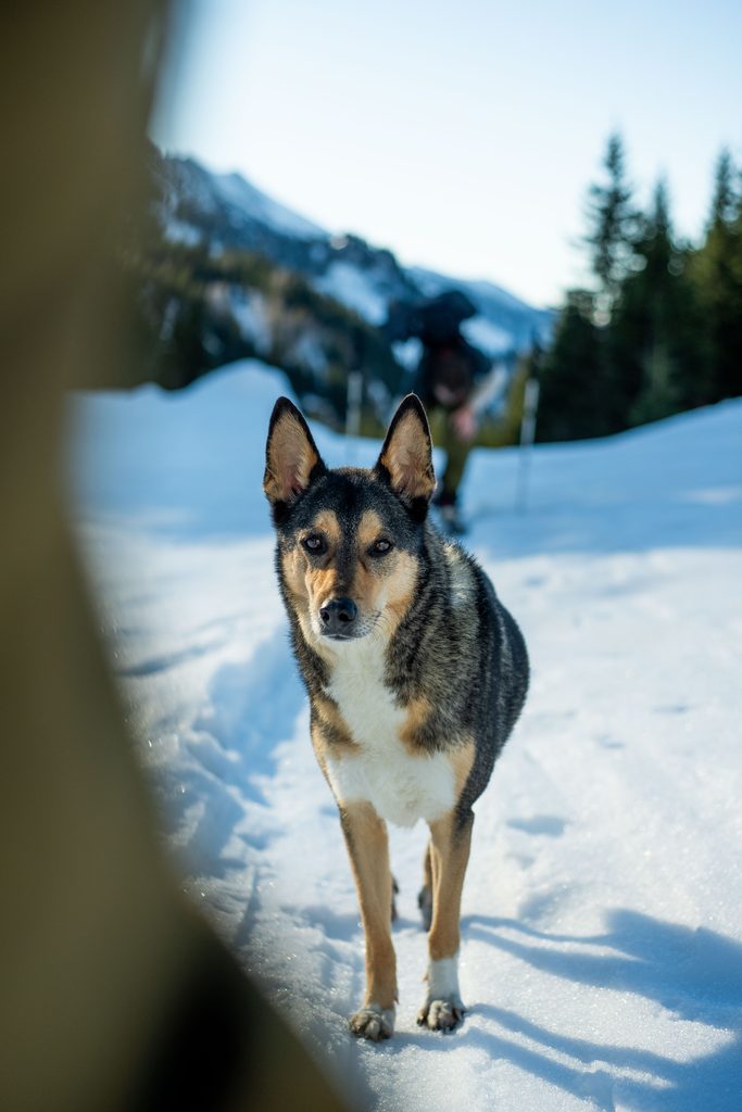 Chien debout dans la neige