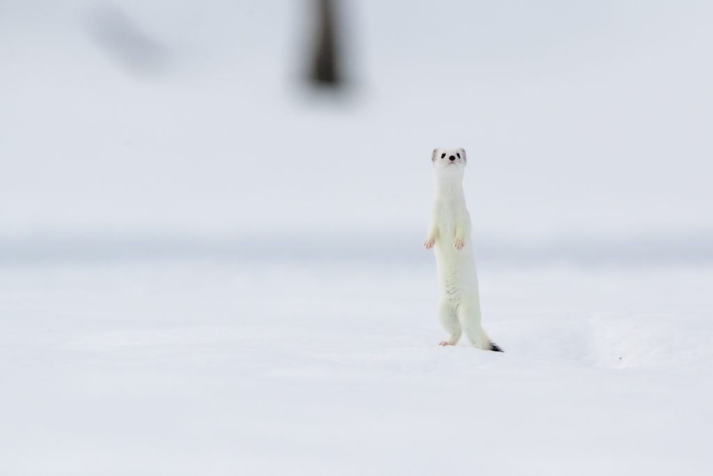 Hermine blanche dressée dans la neige