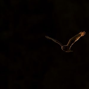Busard en vol souligné par une lumière chaude sur un fond sombre