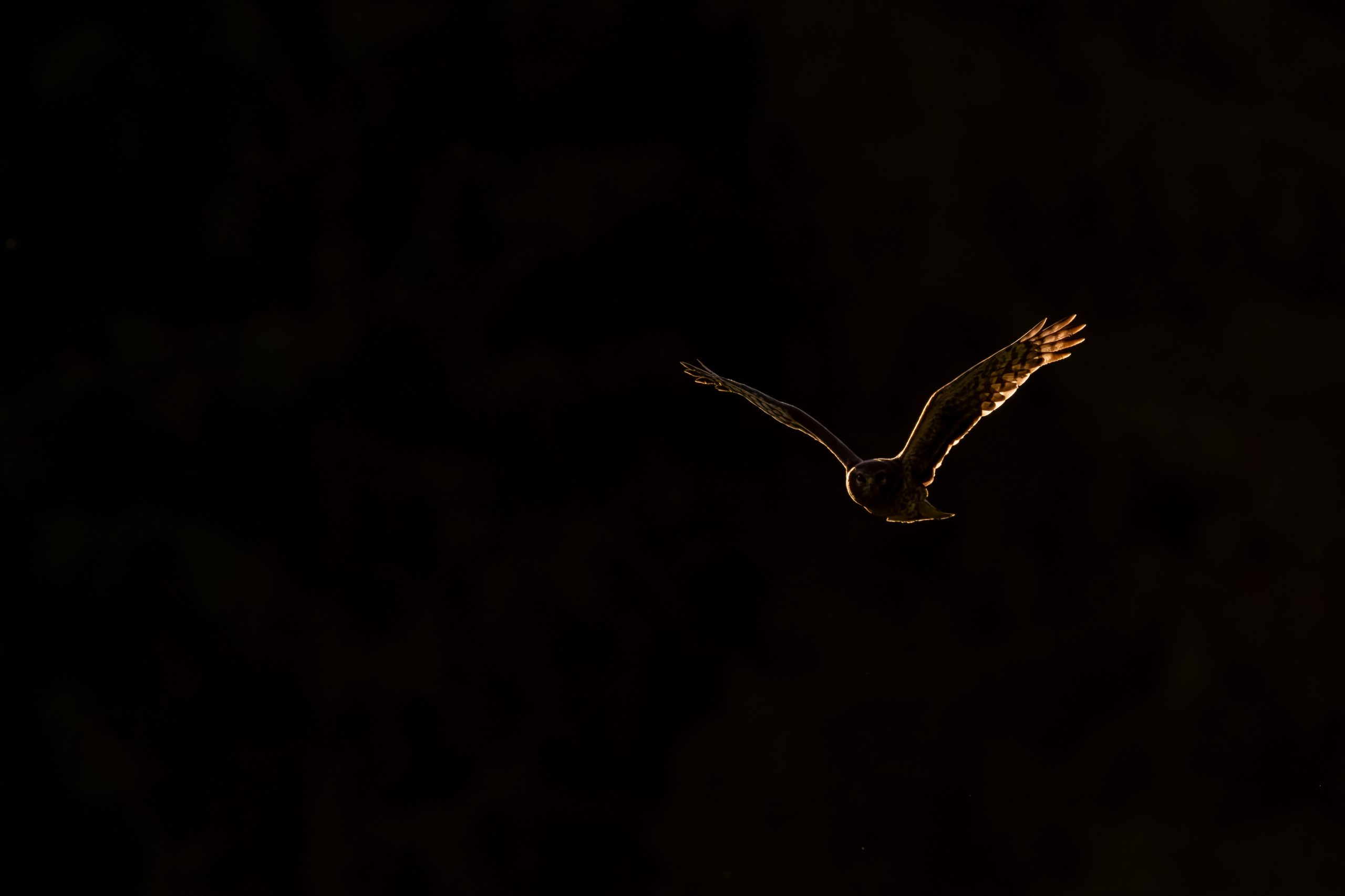Busard en vol souligné par une lumière chaude sur un fond sombre