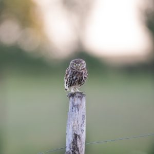 Chevêche d’Athéna posée sur un poteau en bois devant un arrière-plan vert flouté