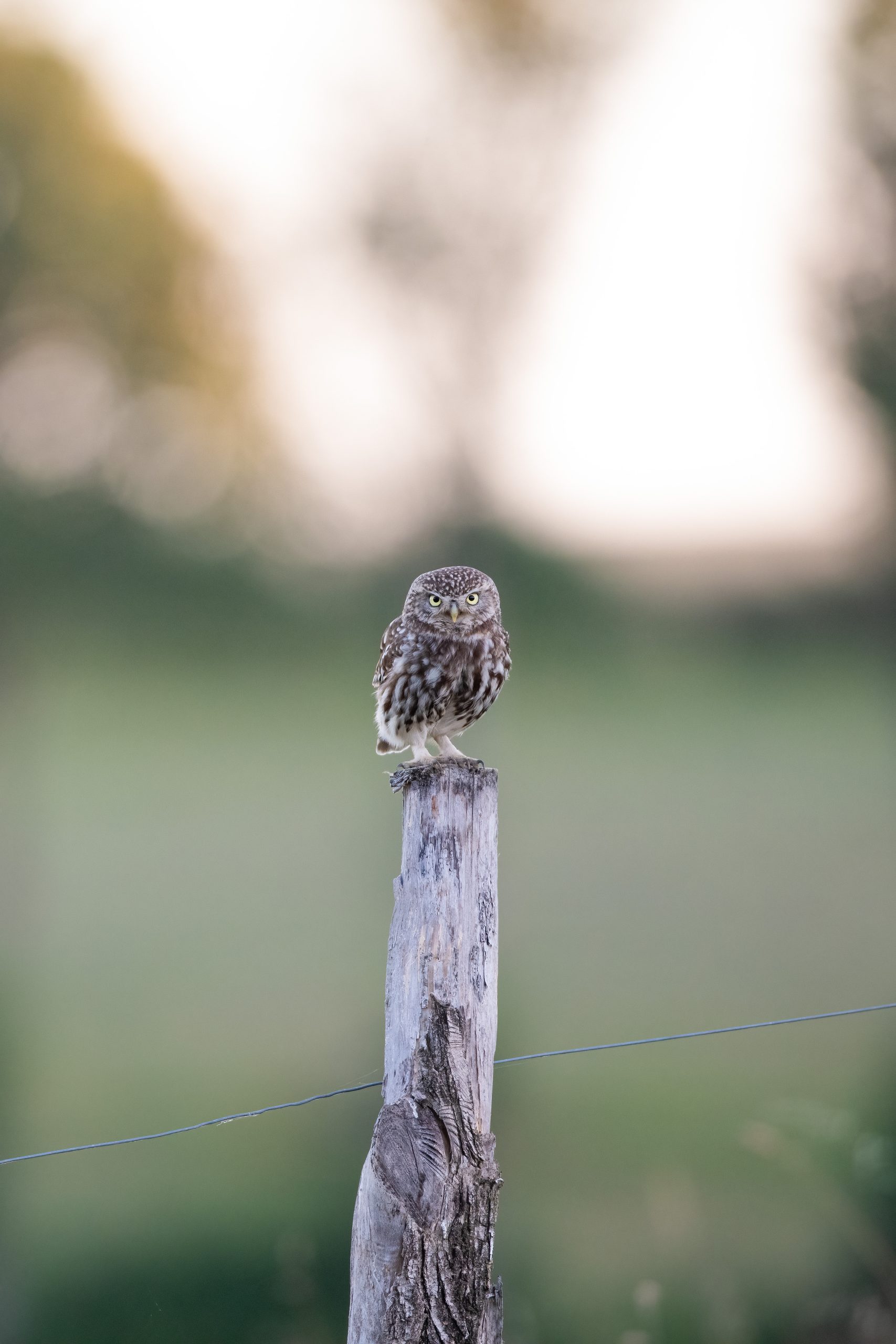 Chevêche d’Athéna posée sur un poteau en bois devant un arrière-plan vert flouté