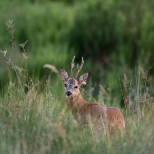 Brocard debout parmi de hautes herbes vertes, tourné vers l’objectif