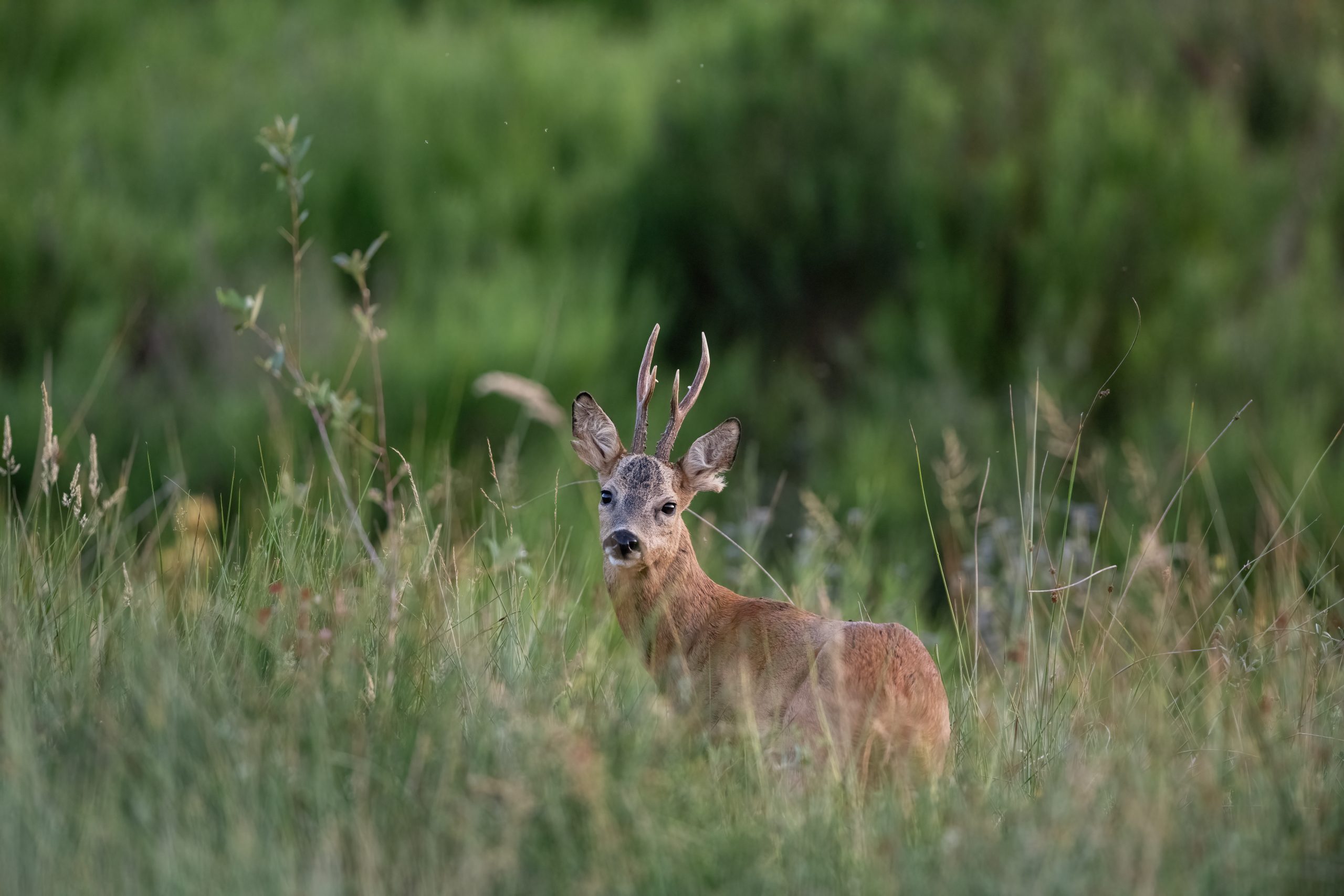 Brocard debout parmi de hautes herbes vertes, tourné vers l’objectif