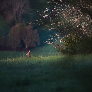 Chevreuil dans une prairie printanière sous des branches fleuries éclairées par le soleil