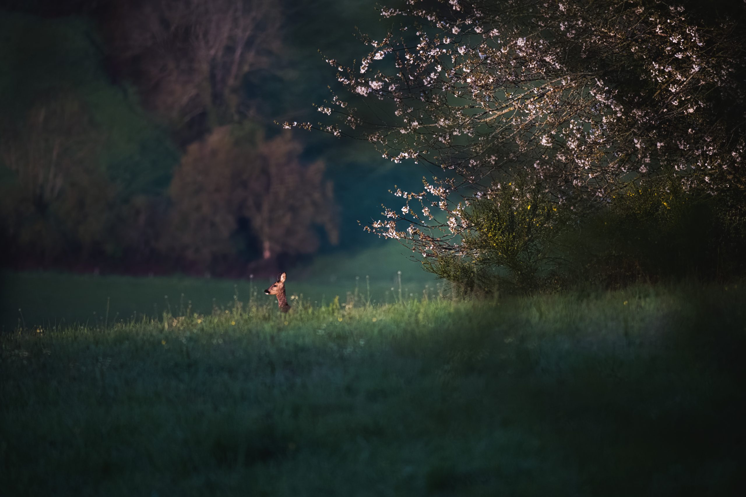 Chevreuil dans une prairie printanière sous des branches fleuries éclairées par le soleil