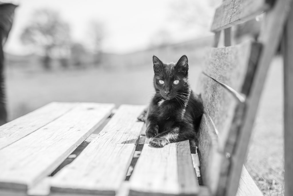Chaton noir assis sur un banc en bois, en noir et blanc
