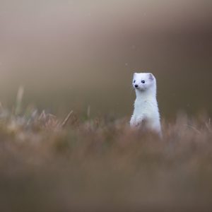 Hermine blanche dressée dans des herbes brunes devant un arrière-plan doux