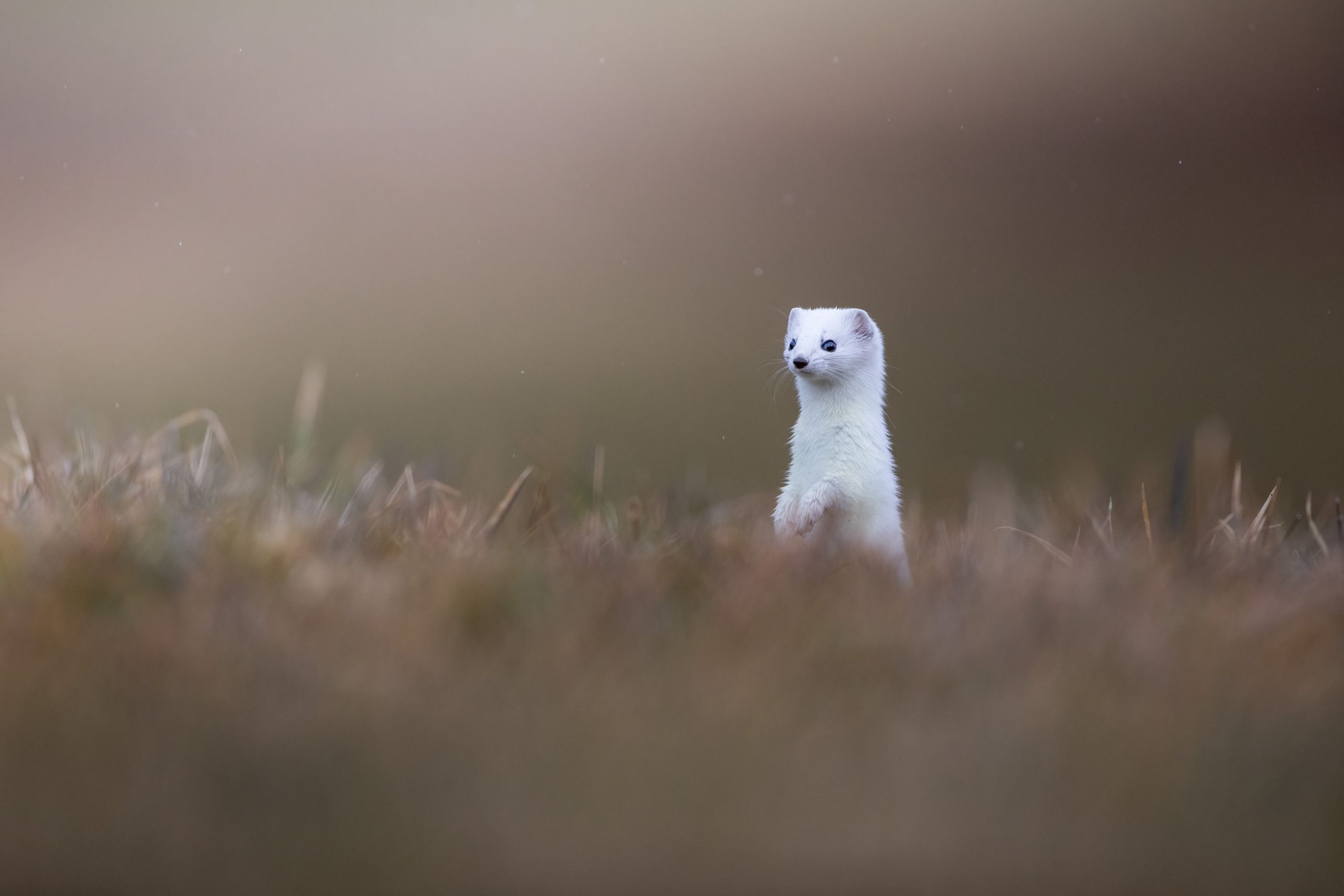 Hermine blanche dressée dans des herbes brunes devant un arrière-plan doux