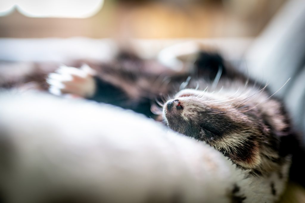 Furet allongé dans une lumière douce