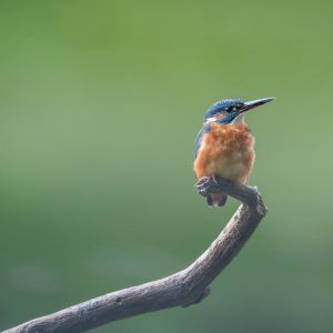 Martin-pêcheur bleu et orange posé sur une branche courbe devant un fond vert flouté