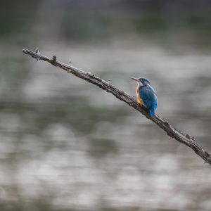 Martin-pêcheur posé sur une longue branche au-dessus d’une eau aux reflets gris
