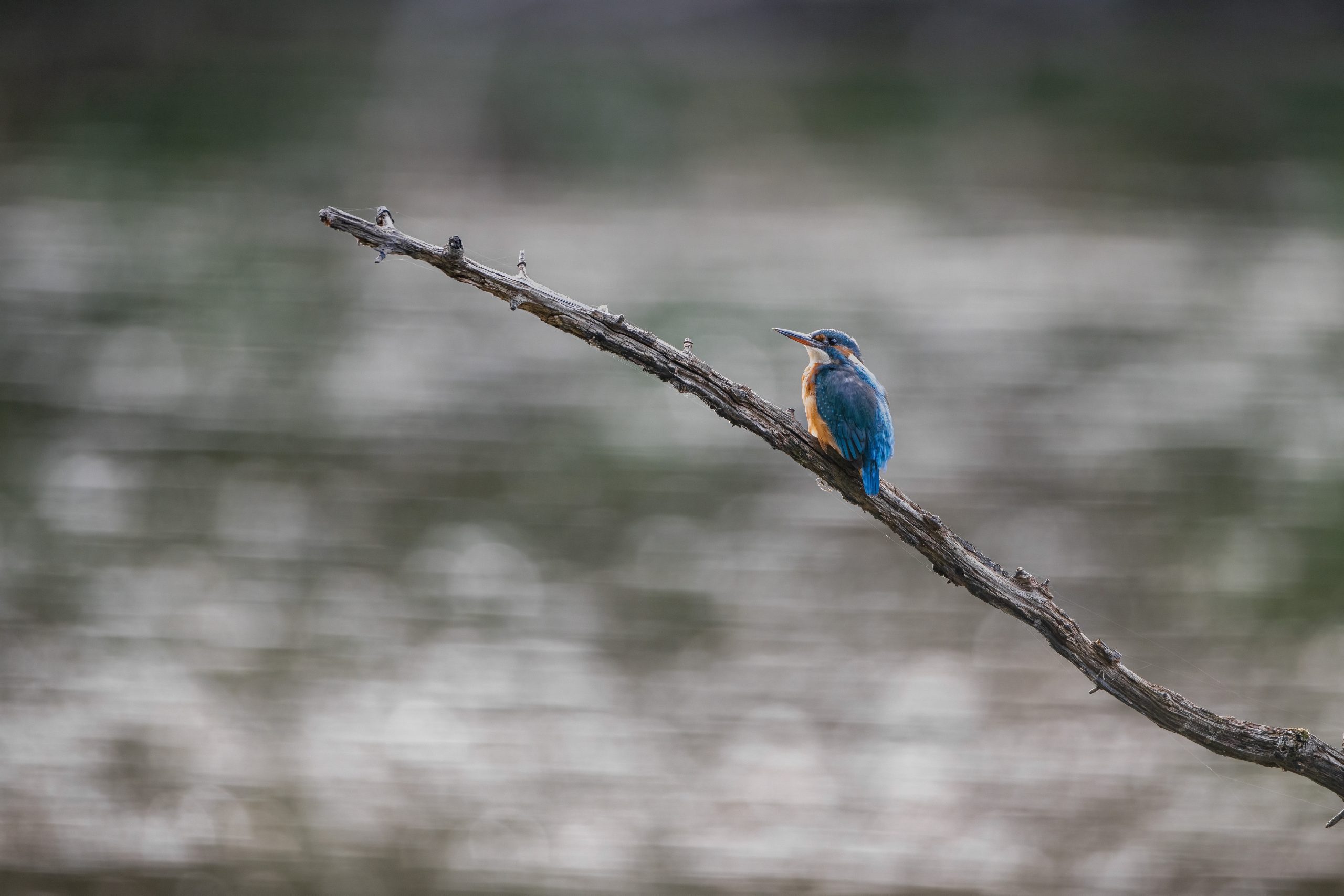 Martin-pêcheur posé sur une longue branche au-dessus d’une eau aux reflets gris