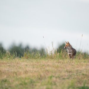 Renard debout dans une prairie sous un vaste ciel clair