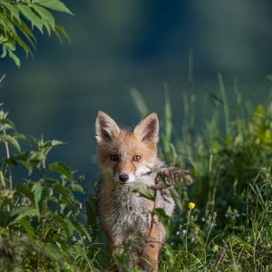 Renardeau de face au milieu de hautes herbes et de feuillages verts